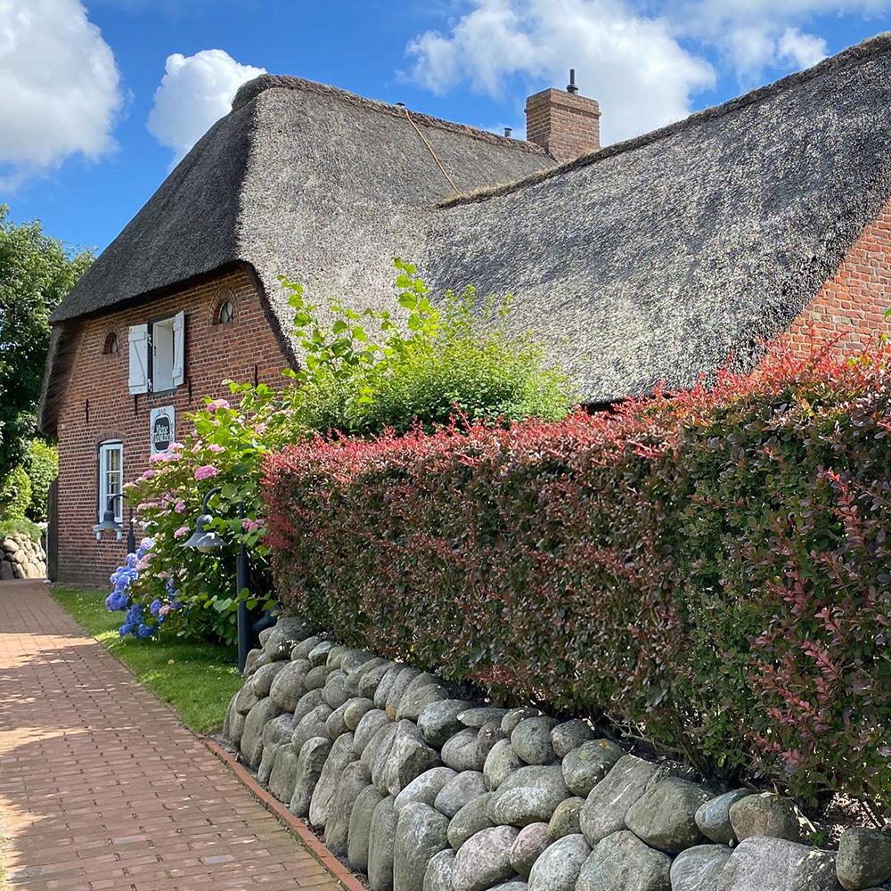 Dracila Berberis Japoneza  Atropurpurea, arbust decorativ cu frunze rosu-purpurii, gard viu mic sau borduri - Image 6