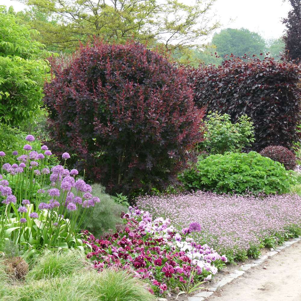 Dracila Berberis Japoneza  Atropurpurea, arbust decorativ cu frunze rosu-purpurii, gard viu mic sau borduri - Image 7