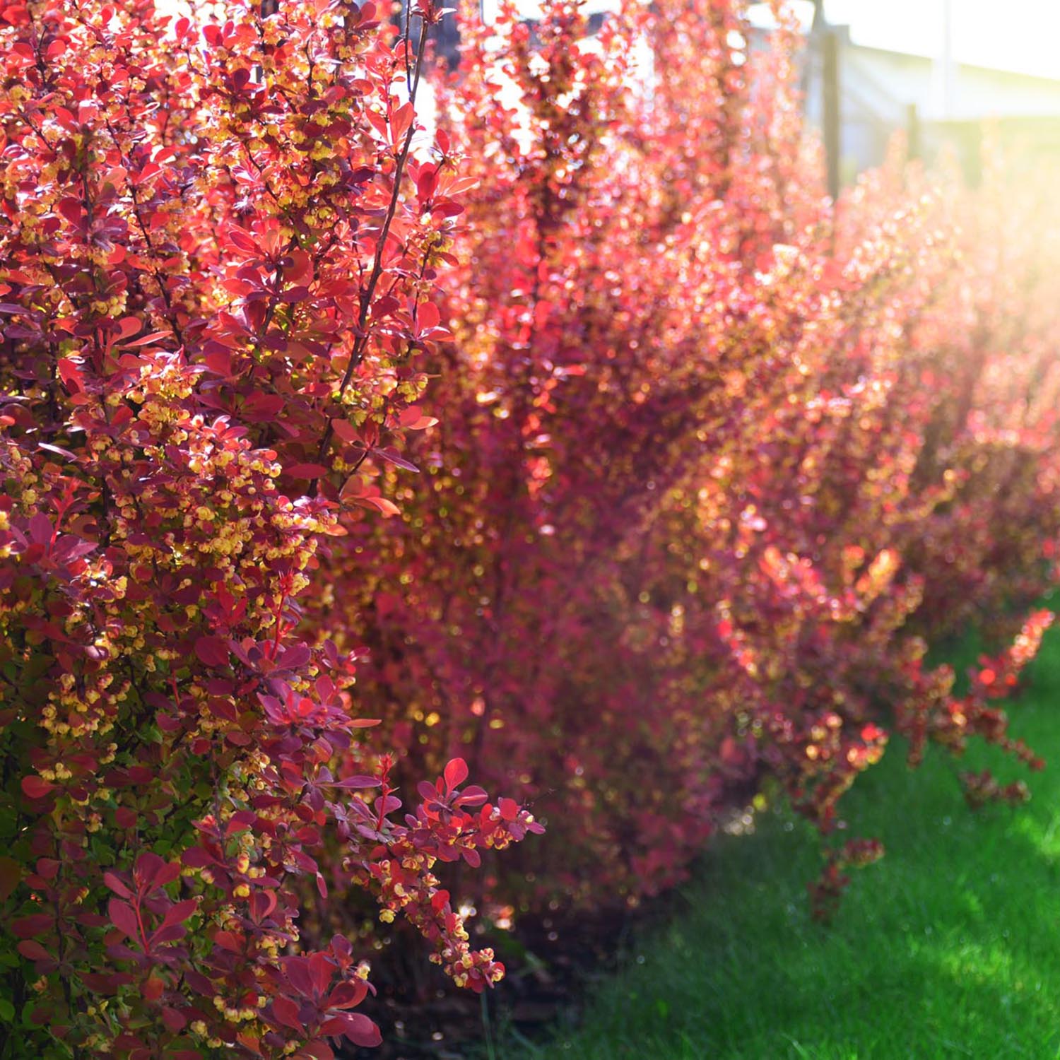 Dracila Berberis Japoneza  Atropurpurea, arbust decorativ cu frunze rosu-purpurii, gard viu mic sau borduri - Image 8