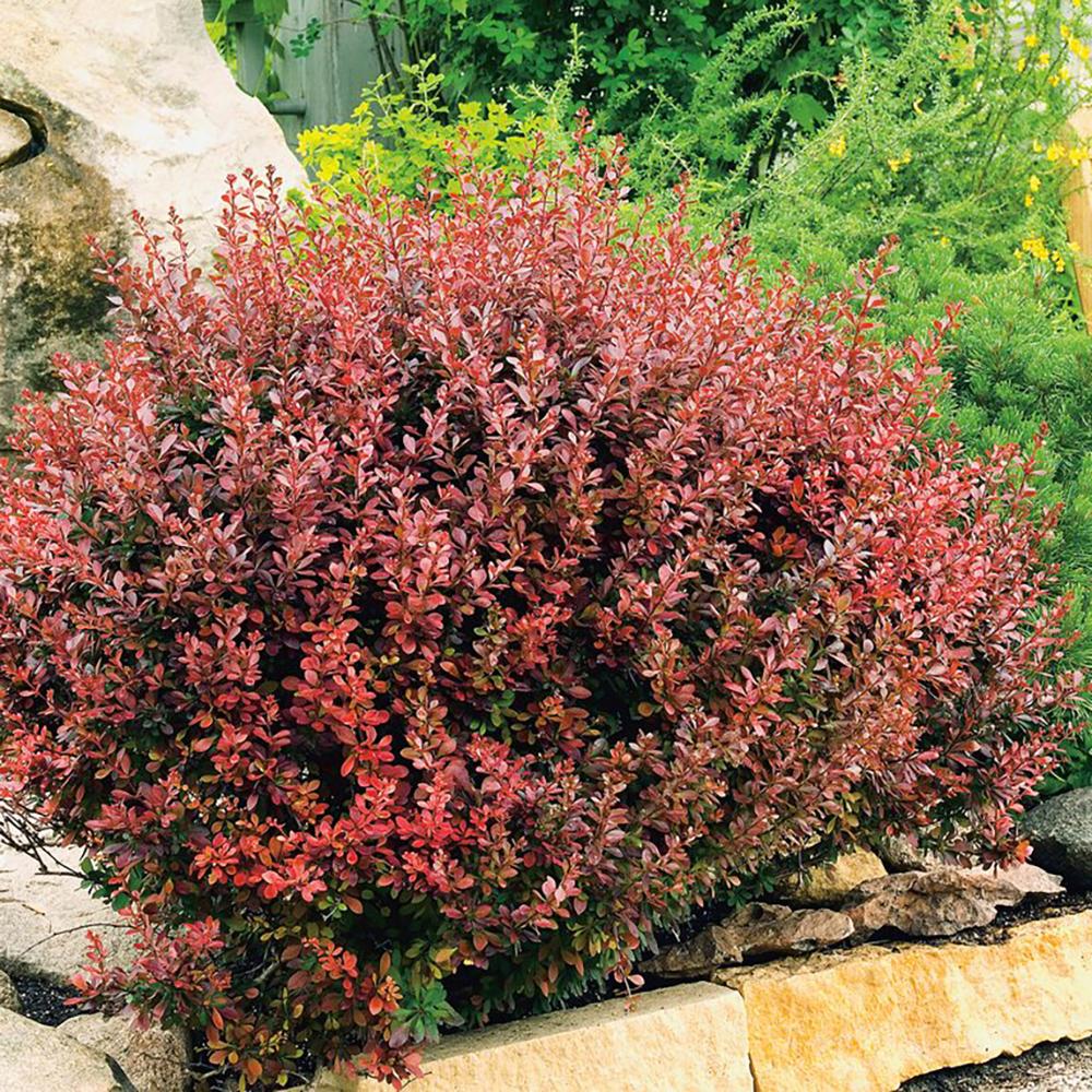 Dracila Berberis Japoneza  Atropurpurea, arbust decorativ cu frunze rosu-purpurii, gard viu mic sau borduri - Image 9