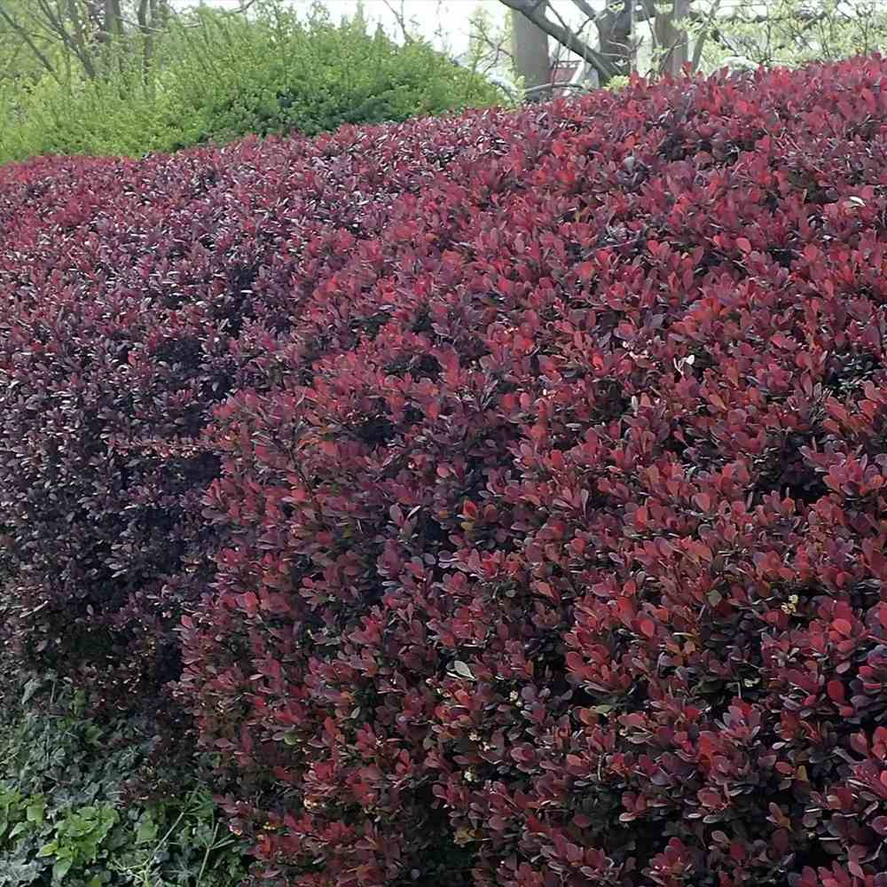Dracila Berberis Japoneza Atropurpurea Nana, arbust pitic cu frunze rosu-purpurii, ideal pentru borduri - Image 3