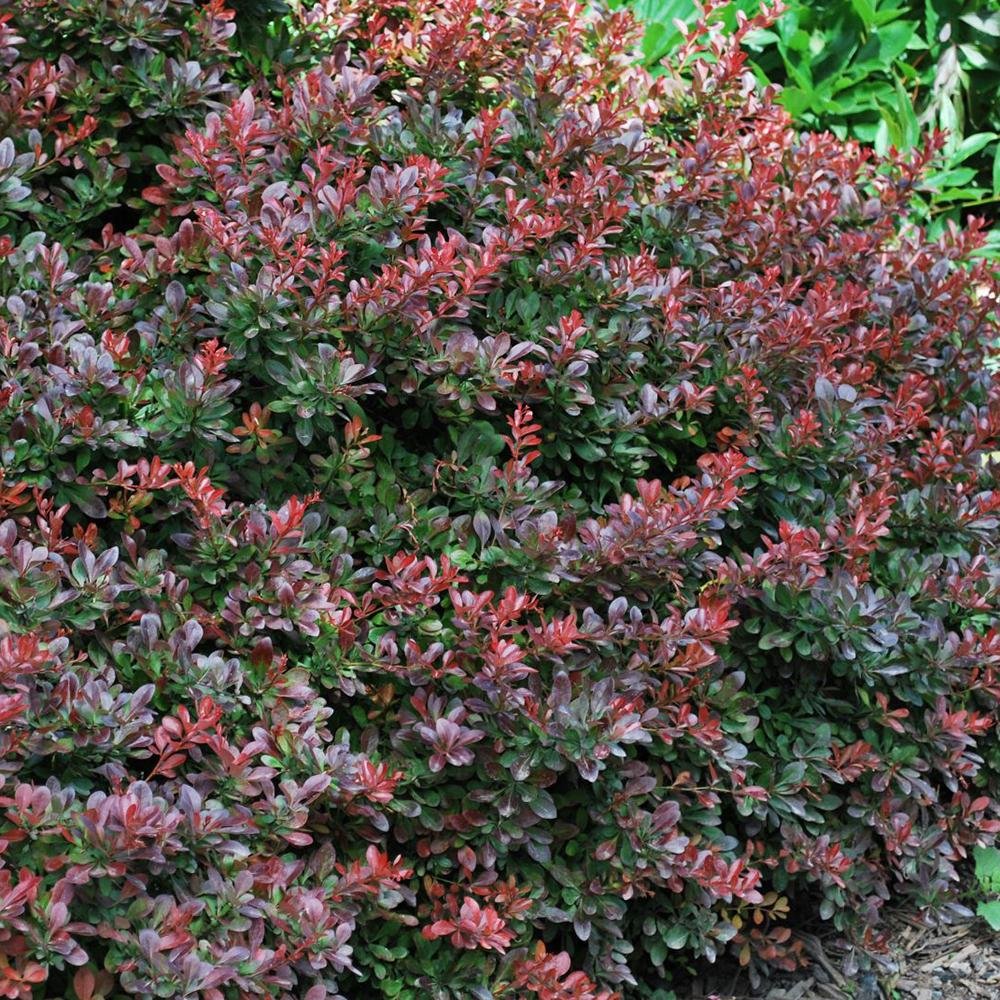 Dracila Berberis Japoneza Atropurpurea Nana, arbust pitic cu frunze rosu-purpurii, ideal pentru borduri - Image 5