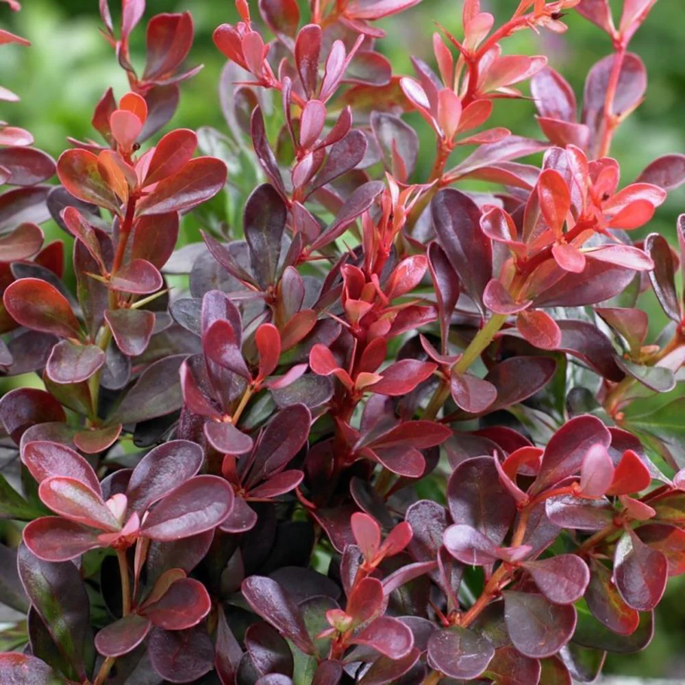 Dracila Berberis Japoneza Atropurpurea Nana, arbust pitic cu frunze rosu-purpurii, ideal pentru borduri - Image 7