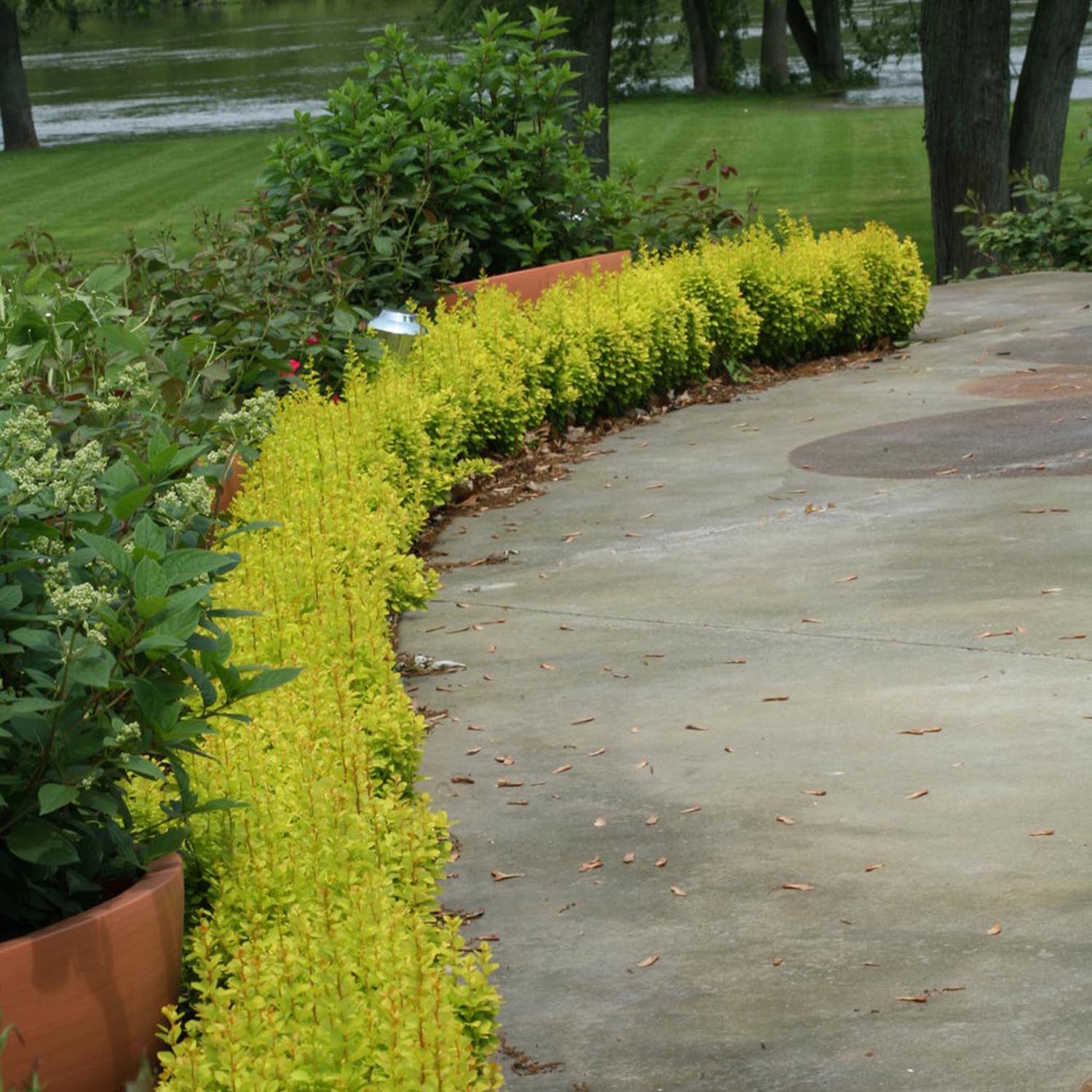 Dracila Berberis Japoneza Maria, arbust decorativ galben cu port vertical, gard viu mic sau plantare solitara - Image 3