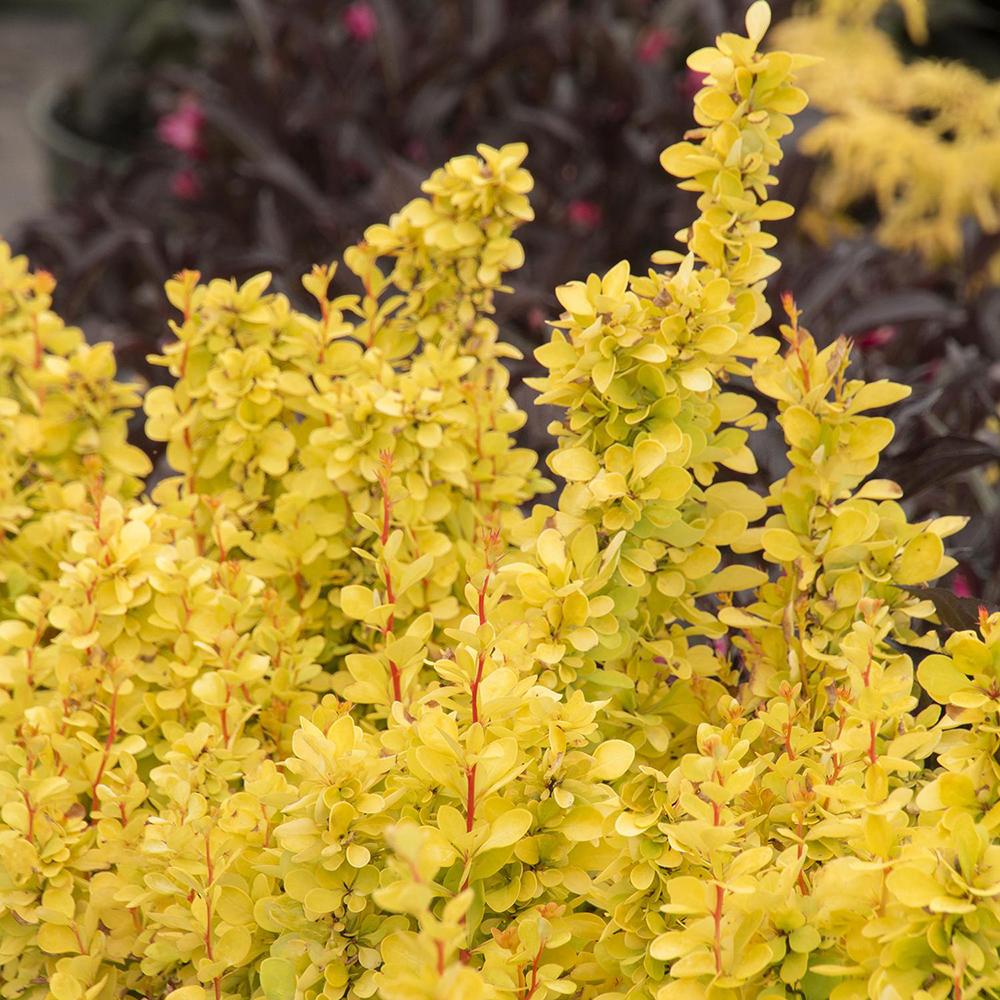 Dracila Berberis Japoneza Maria, arbust decorativ galben cu port vertical, gard viu mic sau plantare solitara - Image 4