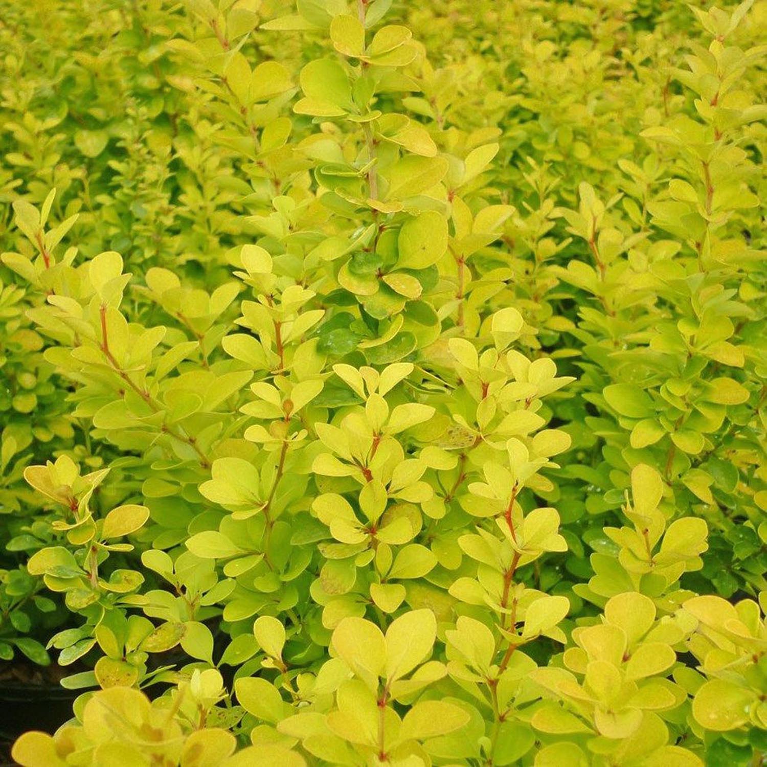 Dracila Berberis Japoneza Maria, arbust decorativ galben cu port vertical, gard viu mic sau plantare solitara - Image 5