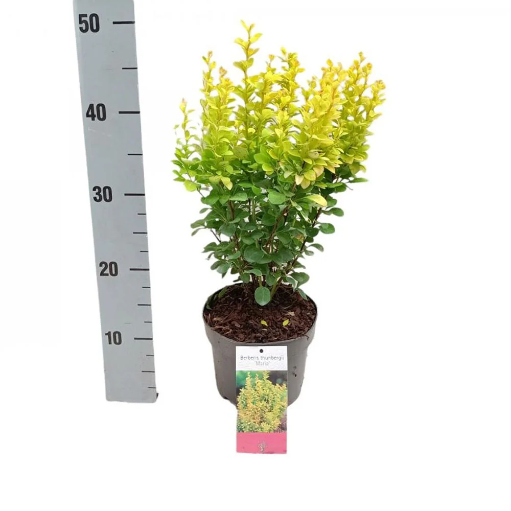 Dracila Berberis Japoneza Maria, arbust decorativ galben cu port vertical, gard viu mic sau plantare solitara - Image 6