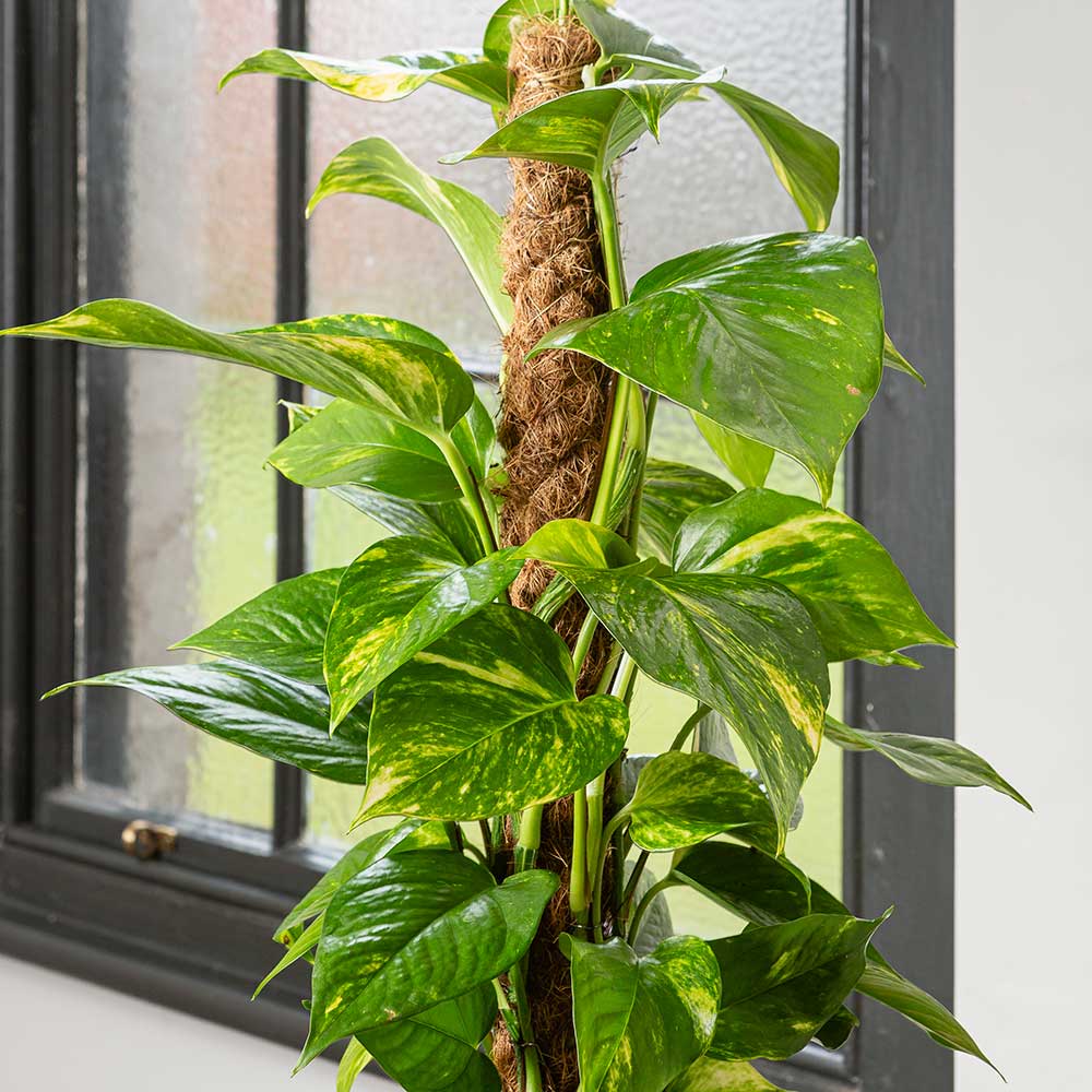 Iedera diavolului Epipremnum Aureum (Cu Suport), 70 cm, planta de apartament curgatoare, cu frunze pestrite verzi-galbene - Image 3