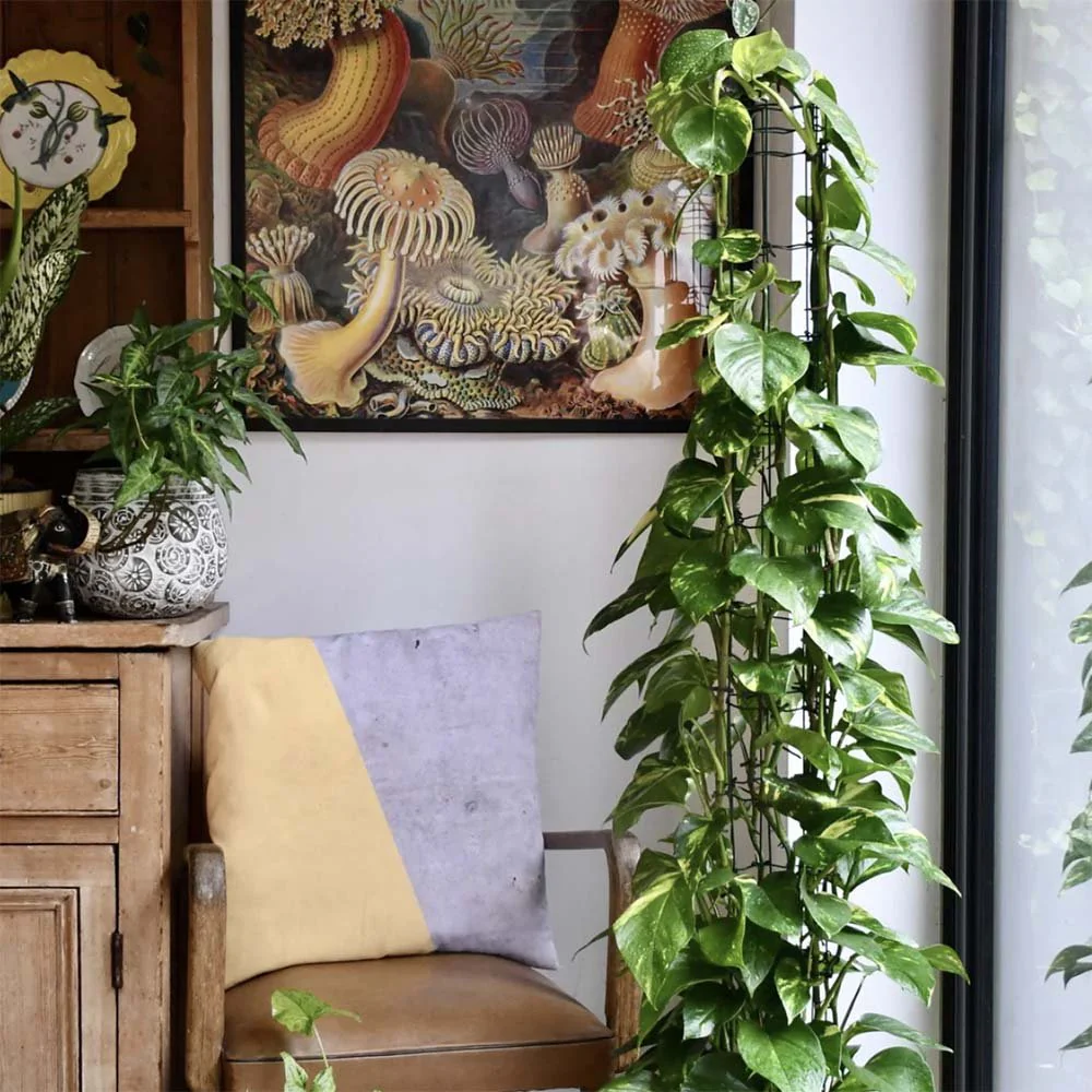 Iedera diavolului Epipremnum Aureum (Cu Suport), 70 cm, planta de apartament curgatoare, cu frunze pestrite verzi-galbene - Image 4