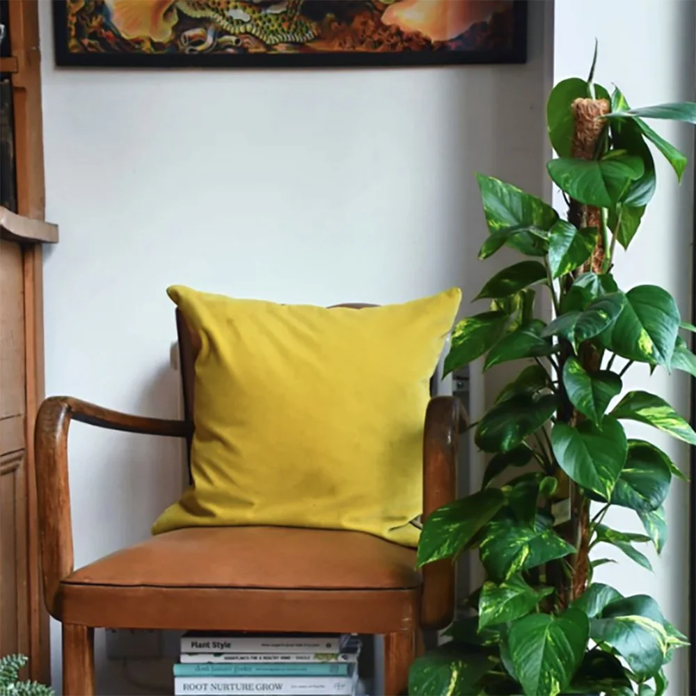 Iedera diavolului Epipremnum Aureum (Cu Suport), 70 cm, planta de apartament curgatoare, cu frunze pestrite verzi-galbene - Image 5