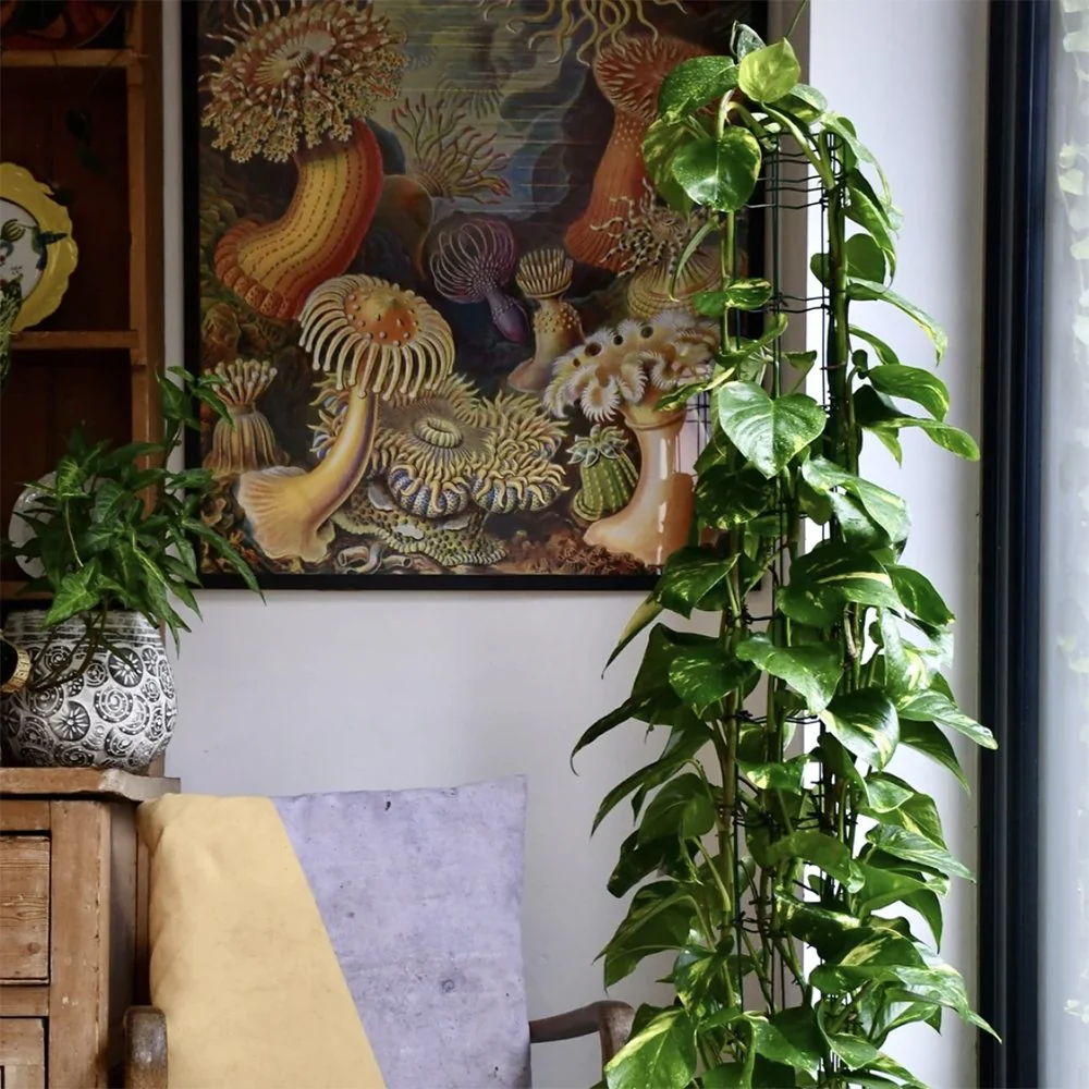 Iedera diavolului Epipremnum Aureum (Cu Suport), 70 cm, planta de apartament curgatoare, cu frunze pestrite verzi-galbene - Image 6