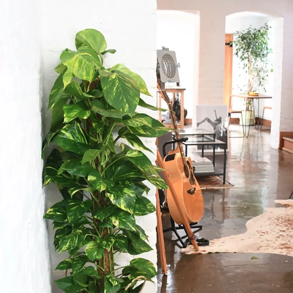 Iedera diavolului Epipremnum Aureum (Cu Suport), 70 cm, planta de apartament curgatoare, cu frunze pestrite verzi-galbene - Image 7