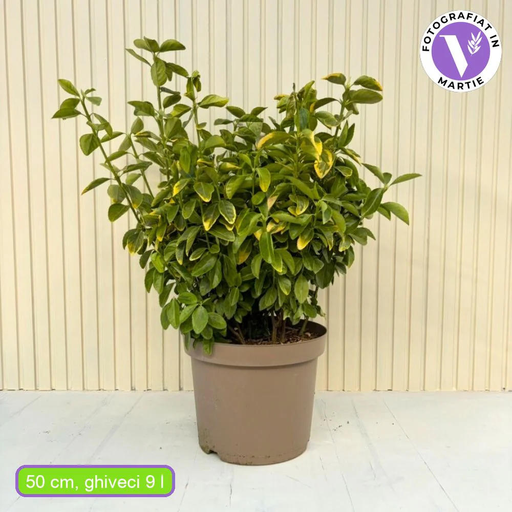 Salba Japoneza Euonimus Aureomarginatus, arbust decorativ cu margini galbene vesnic verde pentru gard viu si borduri - Image 10