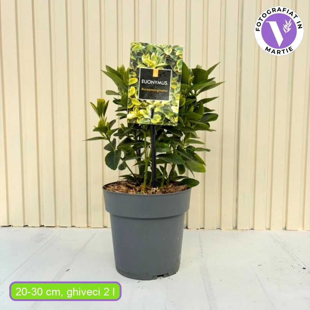 Salba Japoneza Euonimus Aureomarginatus, arbust decorativ cu margini galbene vesnic verde pentru gard viu si borduri - Image 11