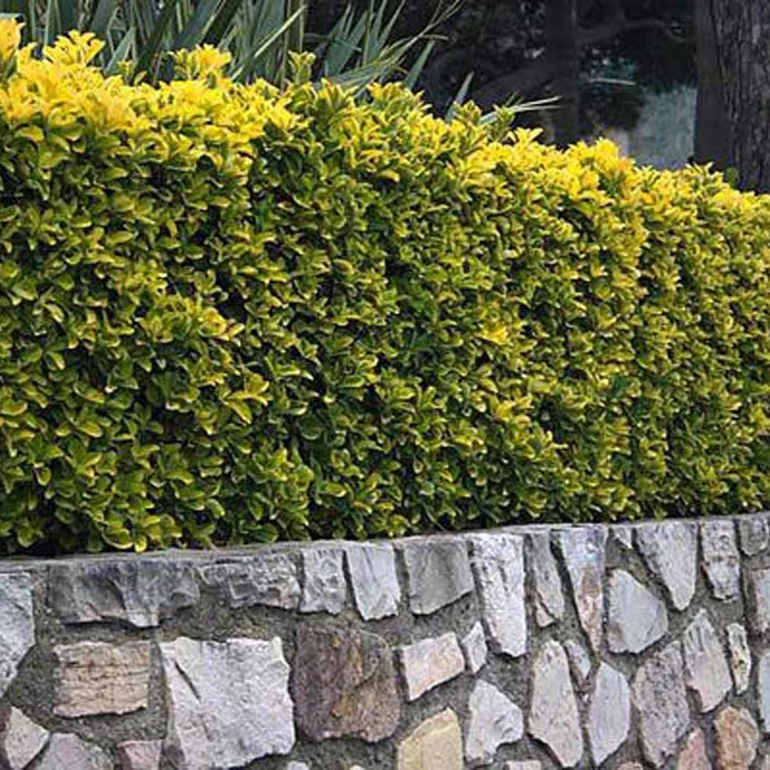 Salba Japoneza Euonimus Aureomarginatus, arbust decorativ cu margini galbene vesnic verde pentru gard viu si borduri - Image 3