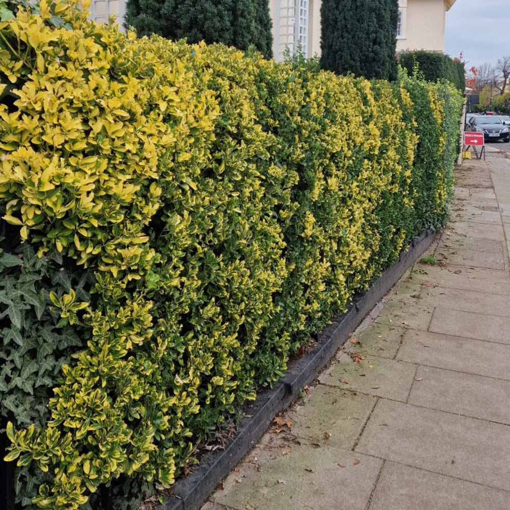 Salba Japoneza Euonimus Aureomarginatus, arbust decorativ cu margini galbene vesnic verde pentru gard viu si borduri - Image 4