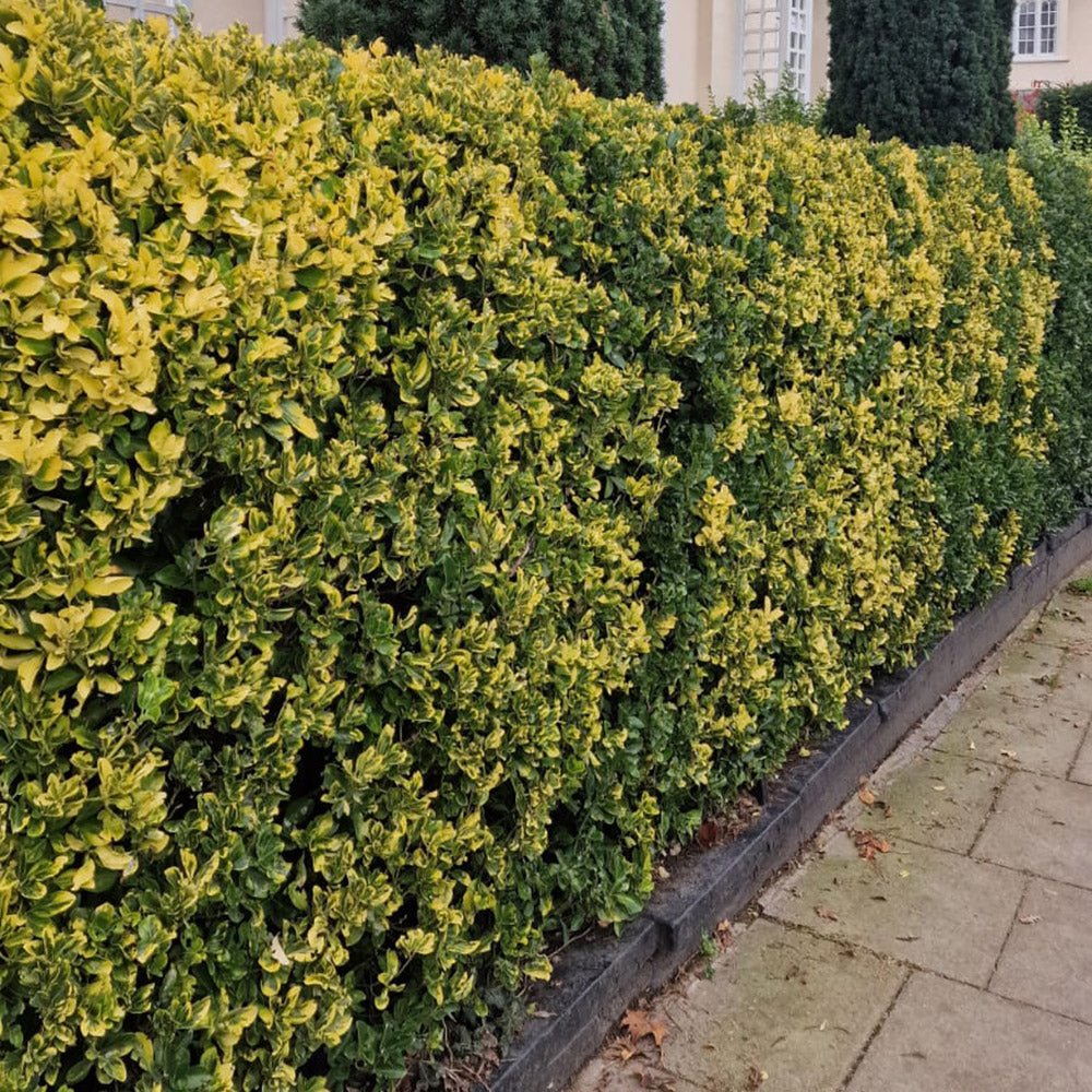 Salba Japoneza Euonimus Aureomarginatus, arbust decorativ cu margini galbene vesnic verde pentru gard viu si borduri - Image 5