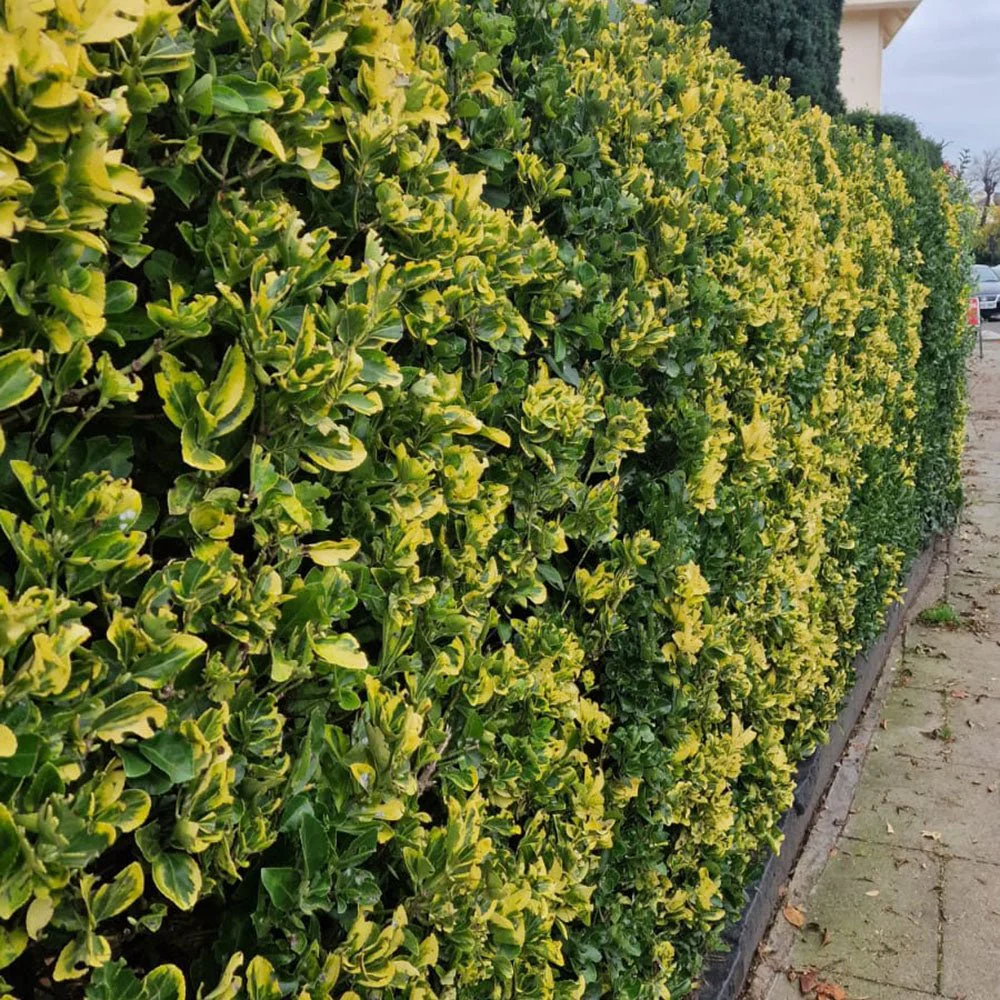 Salba Japoneza Euonimus Aureomarginatus, arbust decorativ cu margini galbene vesnic verde pentru gard viu si borduri - Image 6