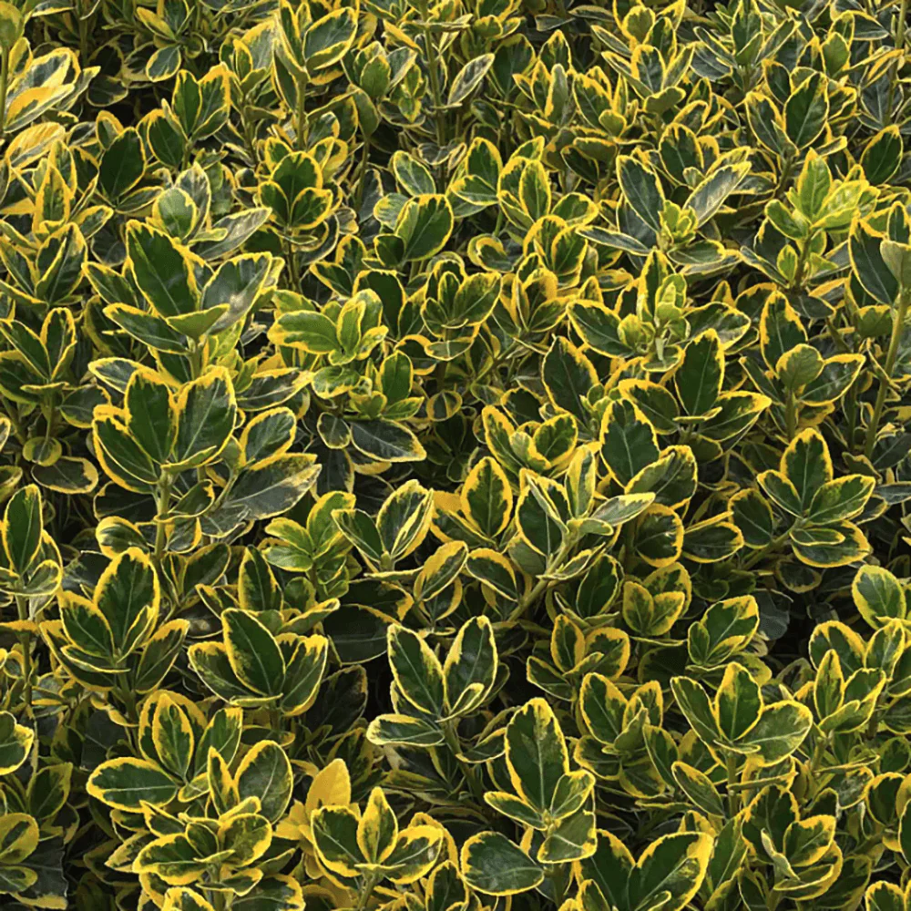 Salba Japoneza Euonimus Aureomarginatus, arbust decorativ cu margini galbene vesnic verde pentru gard viu si borduri - Image 7