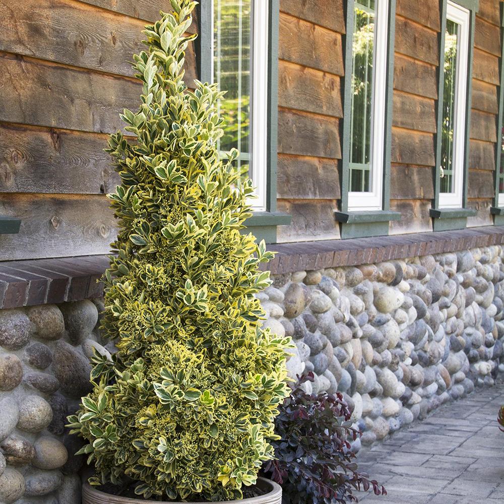 Salba Japoneza Euonimus Aureomarginatus, arbust decorativ cu margini galbene vesnic verde pentru gard viu si borduri - Image 8