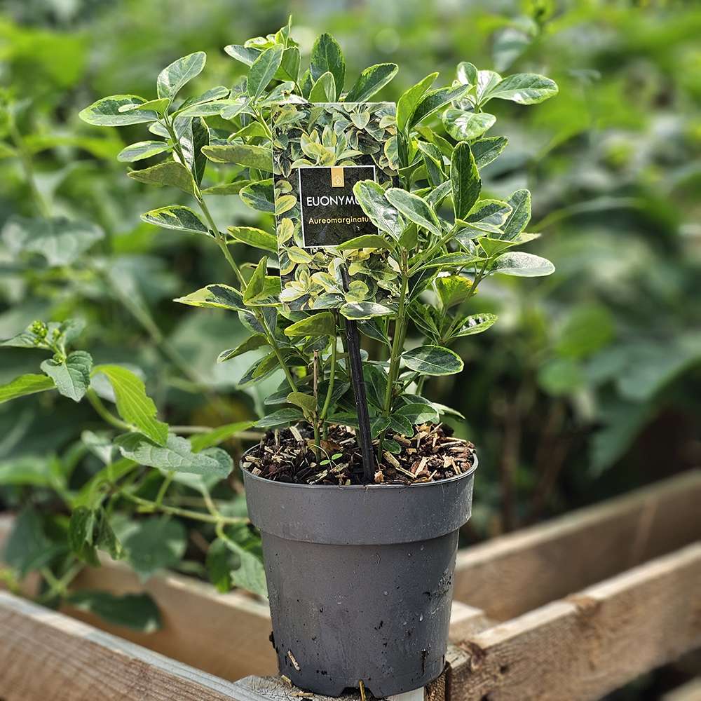 Salba Japoneza Euonimus Aureomarginatus, arbust decorativ cu margini galbene vesnic verde pentru gard viu si borduri - Image 9