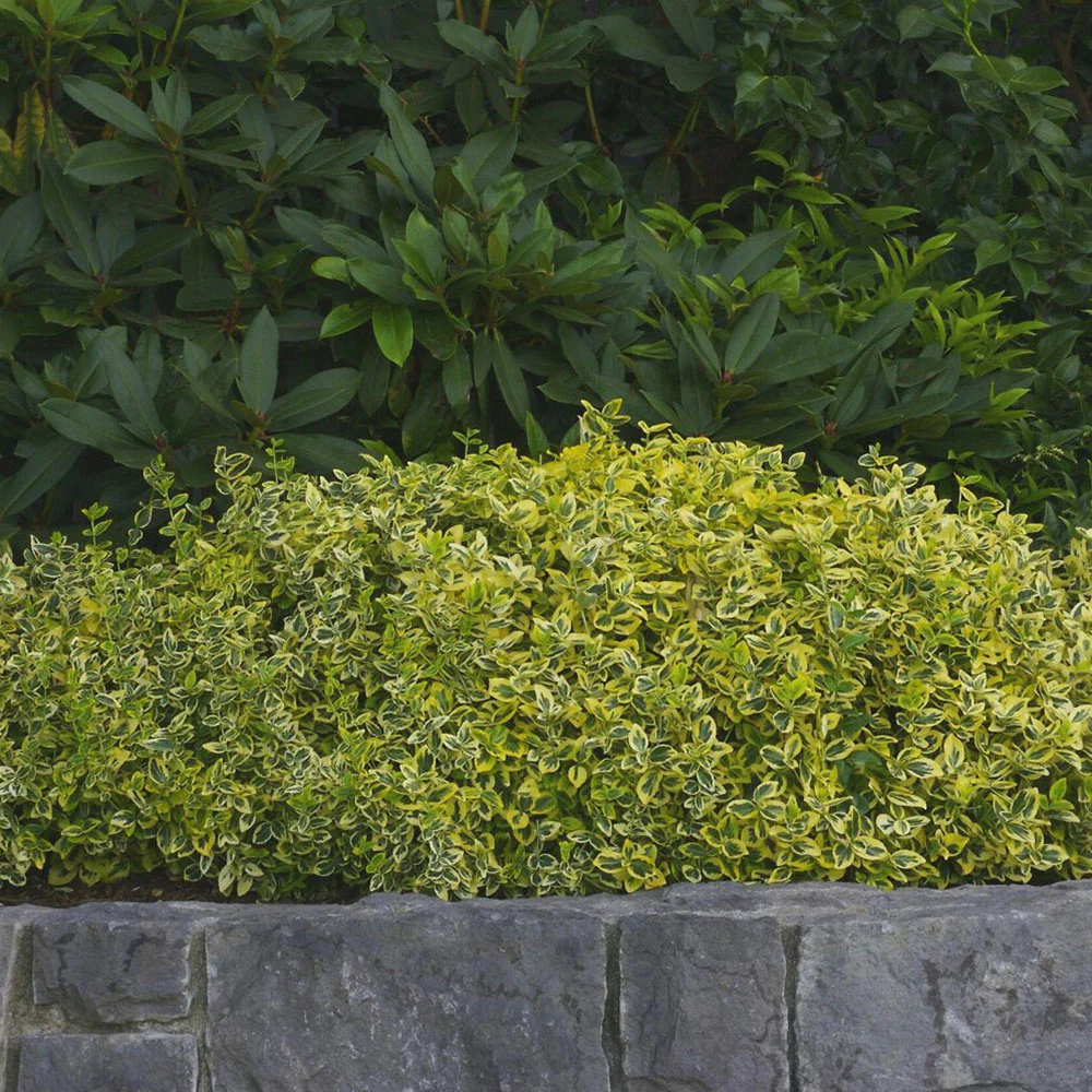 Salba Japoneza Euonimus Emerald 'N' Gold, arbust decorativ vesnic verde, cu frunze galben-verde - Image 10