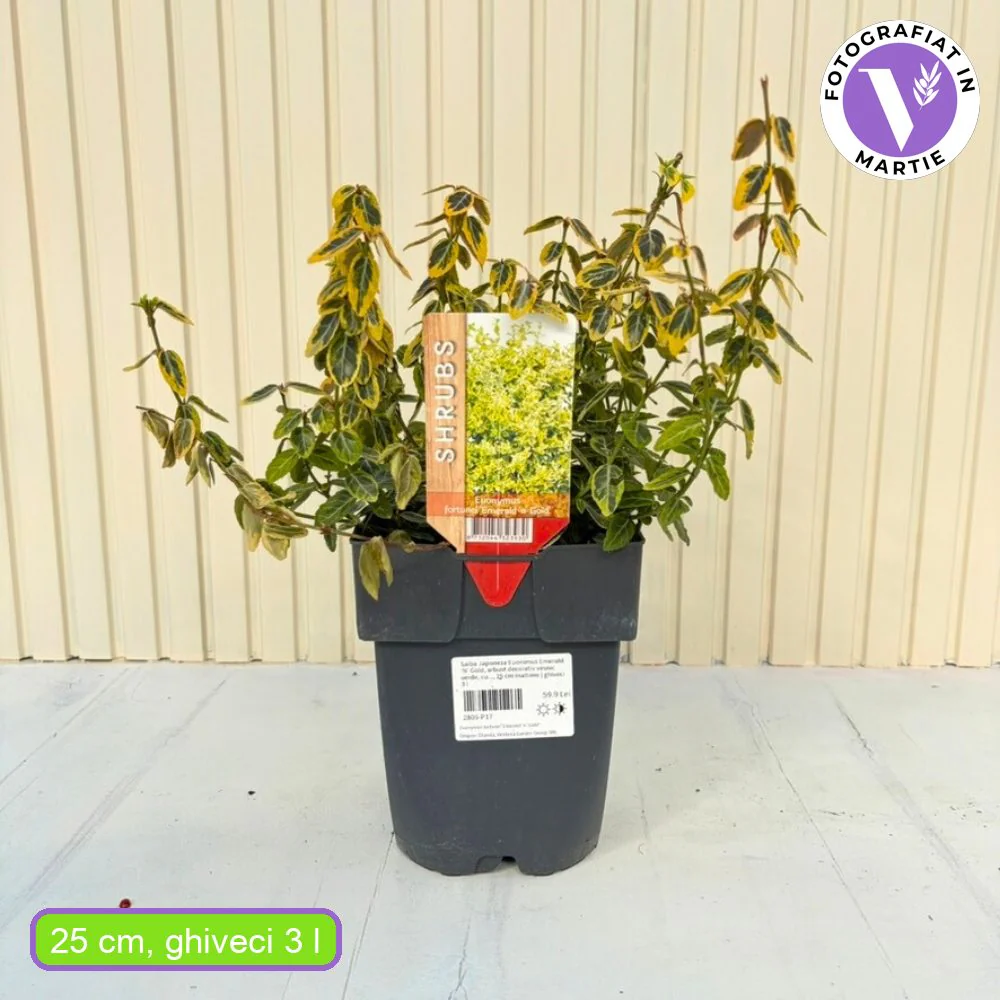 Salba Japoneza Euonimus Emerald 'N' Gold, arbust decorativ vesnic verde, cu frunze galben-verde - Image 12