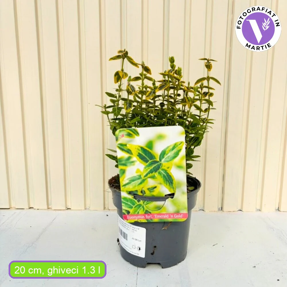 Salba Japoneza Euonimus Emerald 'N' Gold, arbust decorativ vesnic verde, cu frunze galben-verde - Image 13