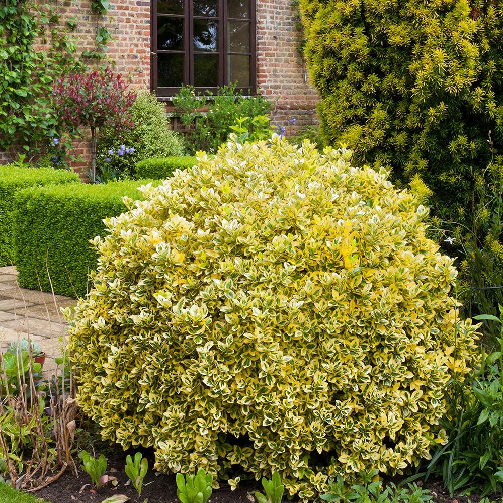 Salba Japoneza Euonimus Emerald 'N' Gold, arbust decorativ vesnic verde, cu frunze galben-verde - Image 4