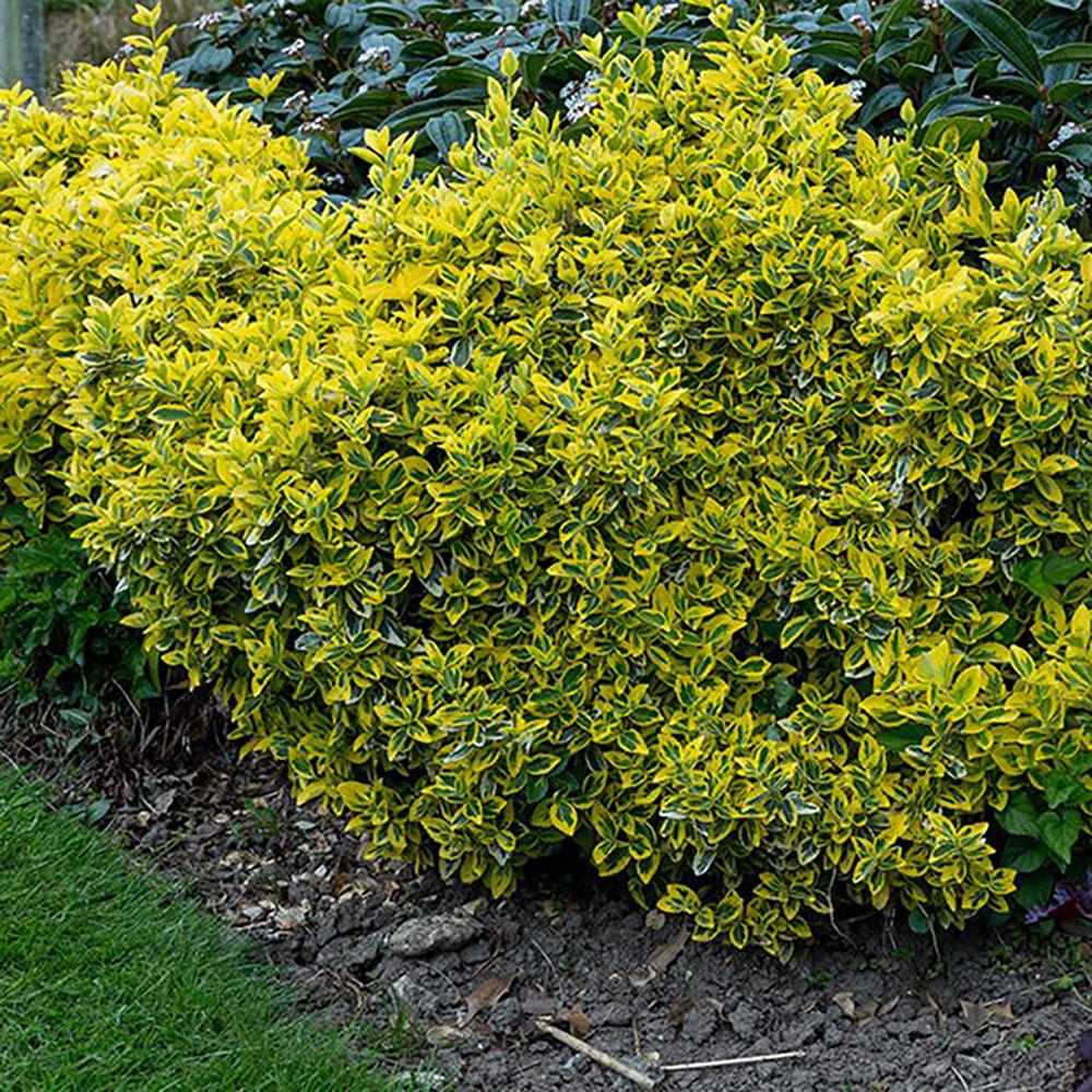 Salba Japoneza Euonimus Emerald 'N' Gold, arbust decorativ vesnic verde, cu frunze galben-verde - Image 6