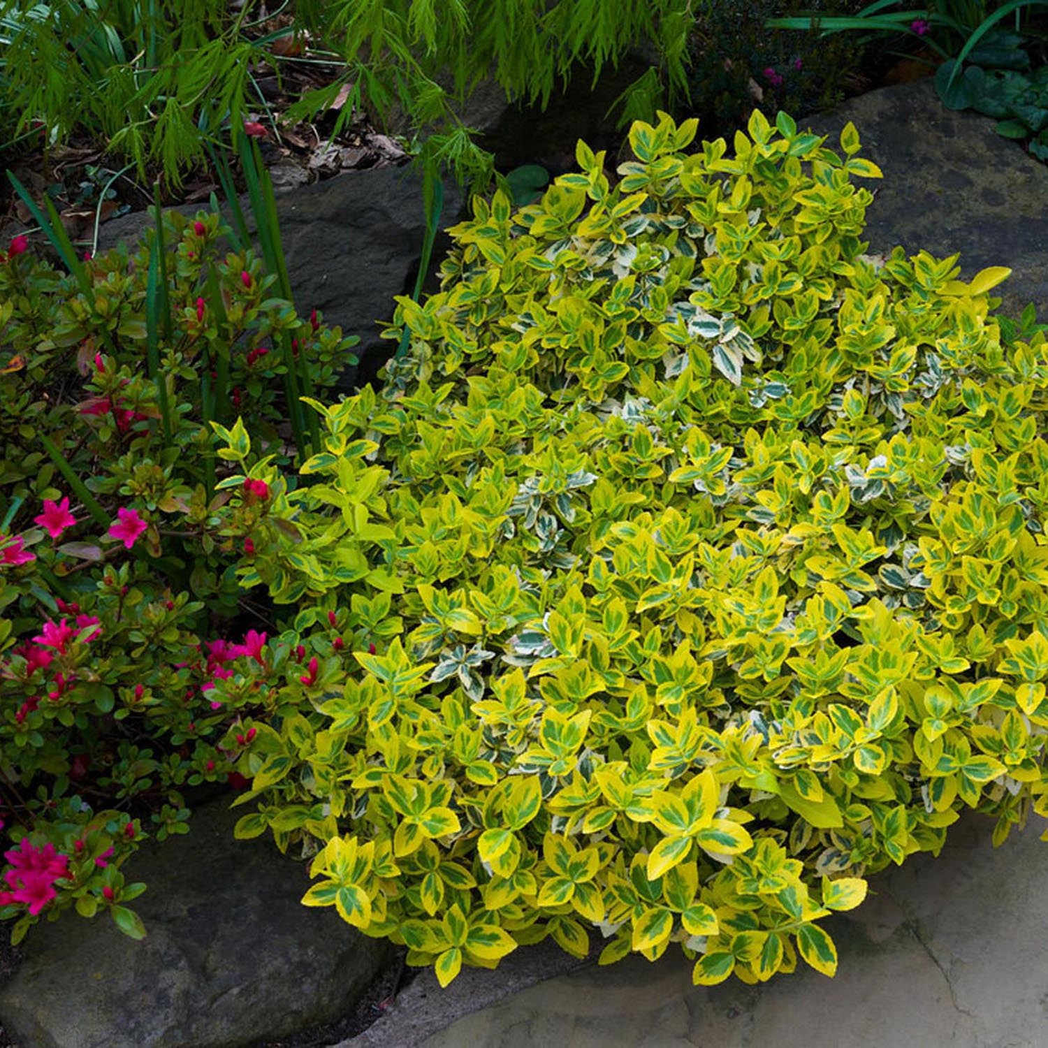 Salba Japoneza Euonimus Emerald 'N' Gold, arbust decorativ vesnic verde, cu frunze galben-verde - Image 8