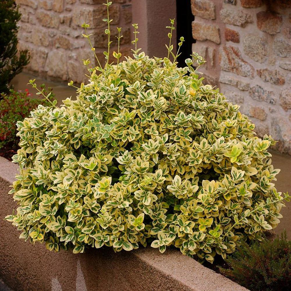 Salba Japoneza Euonimus Emerald 'N' Gold, arbust decorativ vesnic verde, cu frunze galben-verde - Image 9