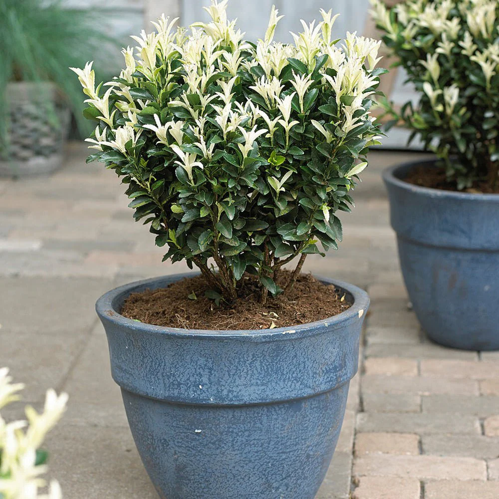 Salba Japoneza Euonimus Paloma Blanca, arbust decorativ, frunzis alb, rezistent, ideal pentru gradini si borduri - Image 3