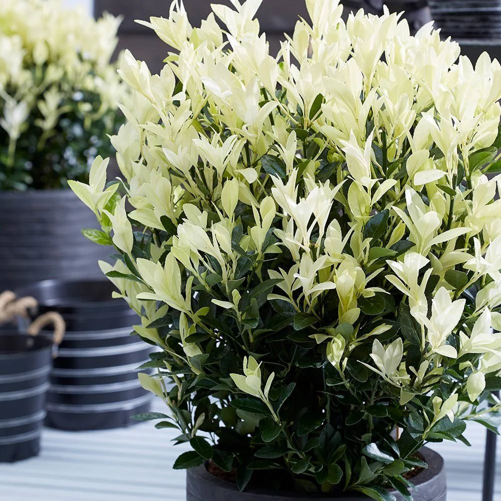 Salba Japoneza Euonimus Paloma Blanca, arbust decorativ, frunzis alb, rezistent, ideal pentru gradini si borduri - Image 4