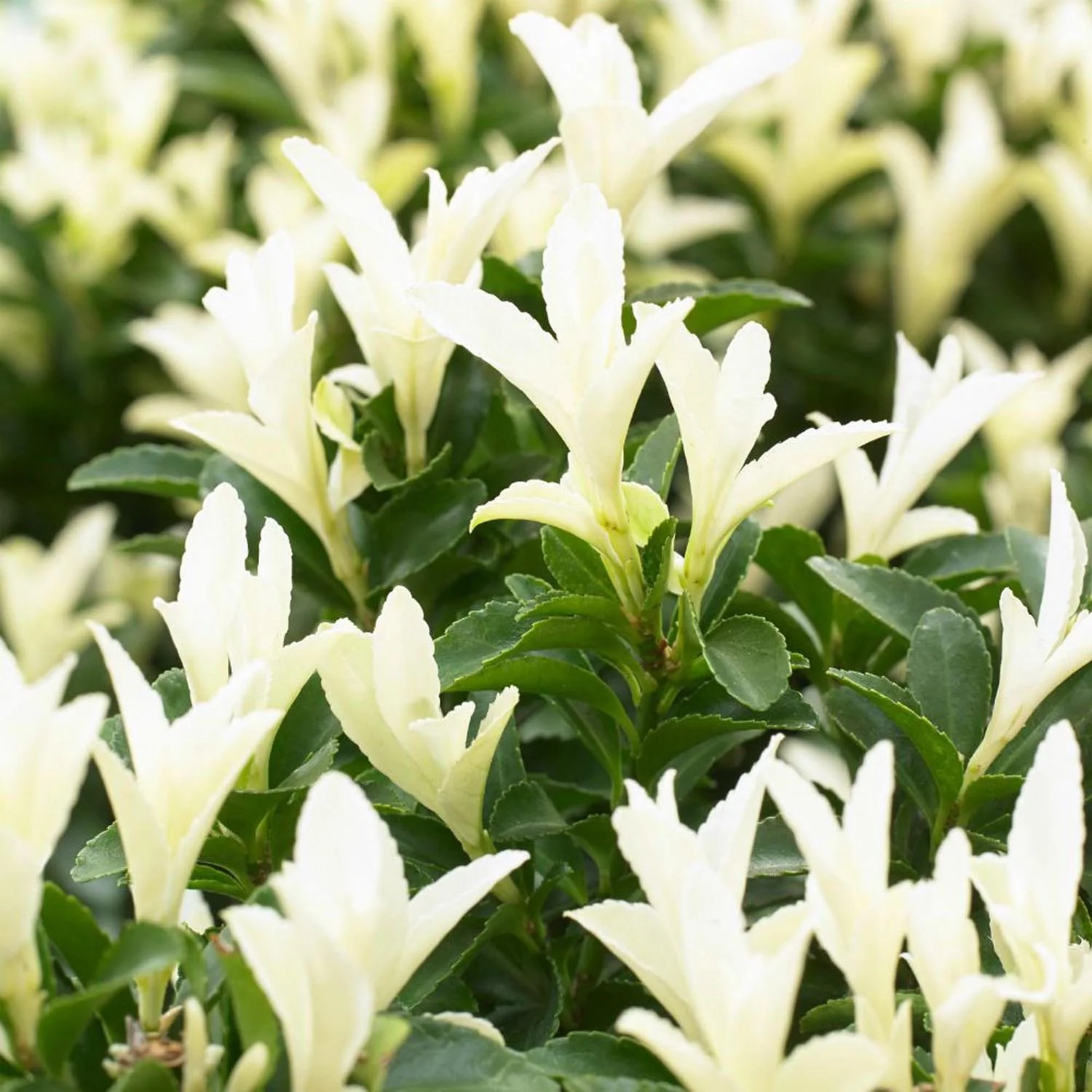 Salba Japoneza Euonimus Paloma Blanca, arbust decorativ, frunzis alb, rezistent, ideal pentru gradini si borduri - Image 5