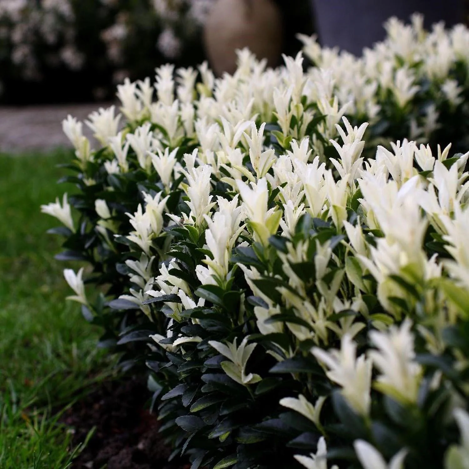 Salba Japoneza Euonimus Paloma Blanca, arbust decorativ, frunzis alb, rezistent, ideal pentru gradini si borduri - Image 6