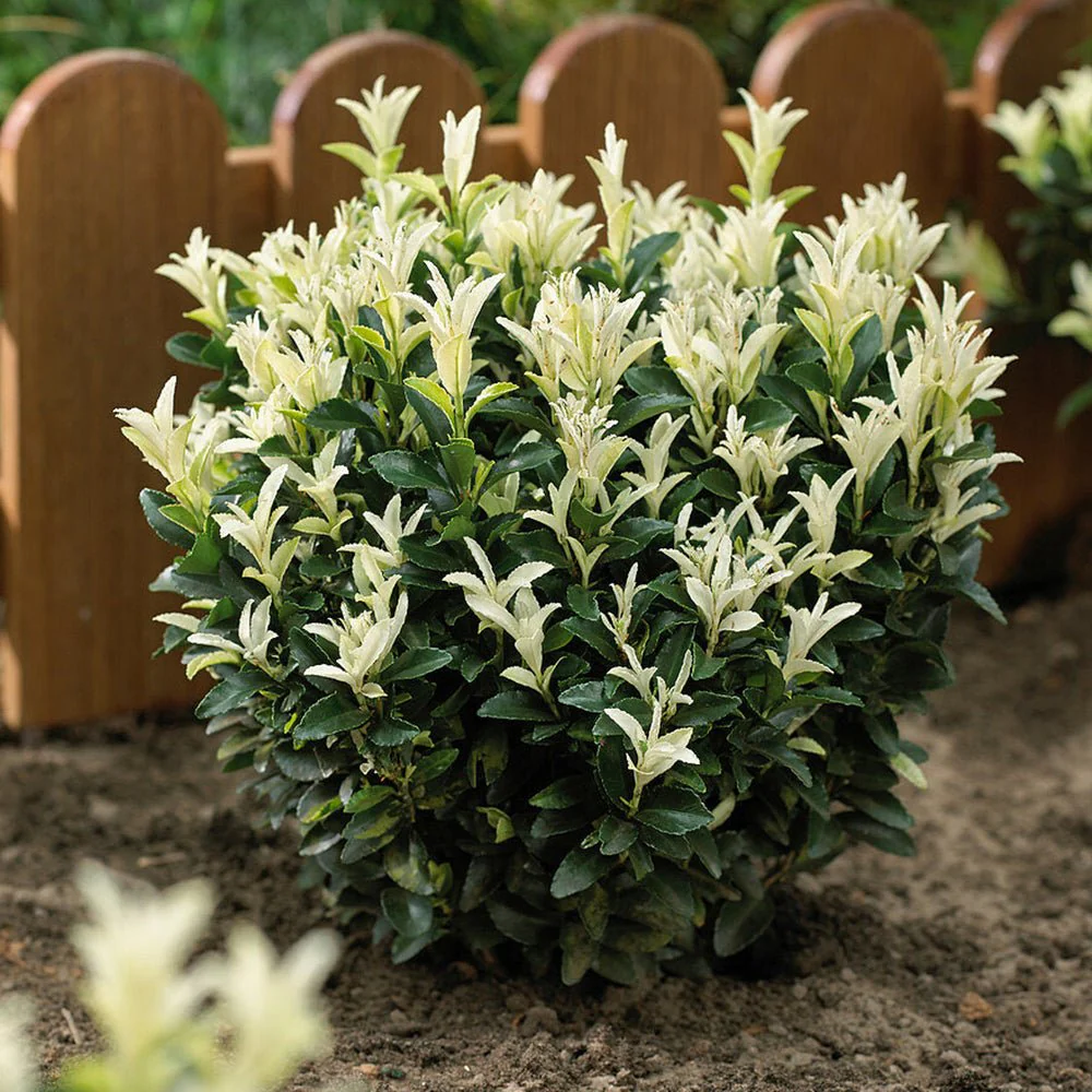 Salba Japoneza Euonimus Paloma Blanca, arbust decorativ, frunzis alb, rezistent, ideal pentru gradini si borduri - Image 7