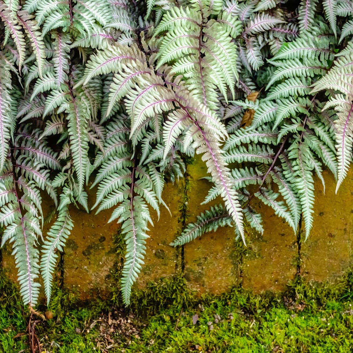 Feriga Feminina Lady in Red (Athyrium Filix-Femina), tulpini rosii decorative, planta perena pentru umbra, - Image 3