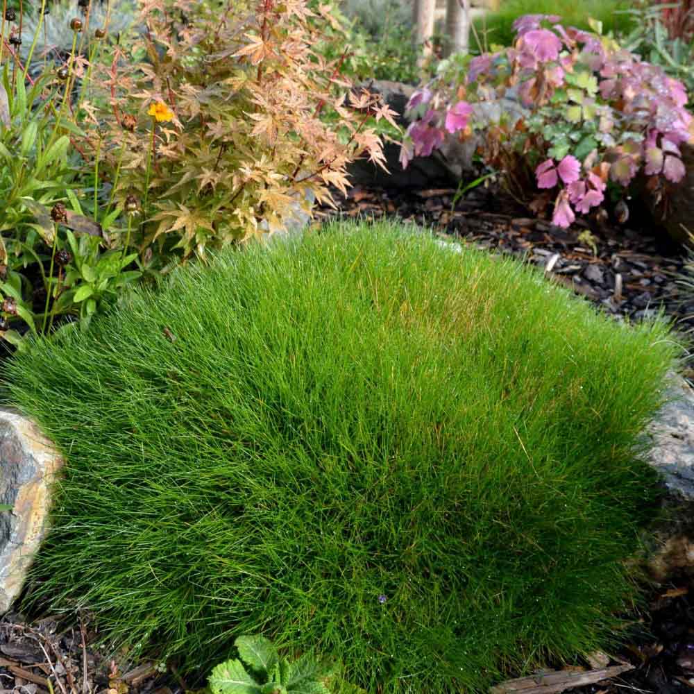 Festuca Gautieri (Paius) Pic Garlit, iarba decorativa de talie mica, frunzis verde compact, ideala pentru stancarii si borduri - Image 10