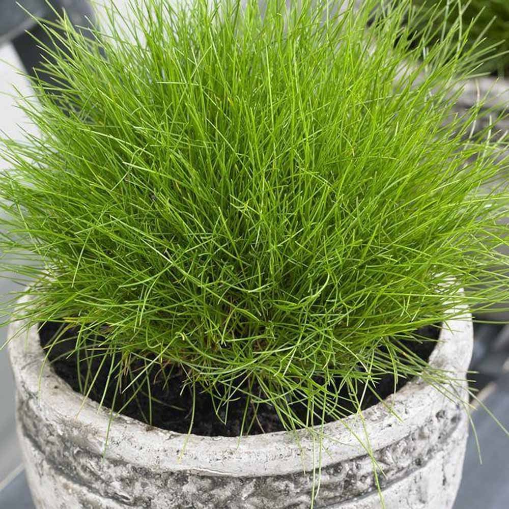 Festuca Gautieri (Paius) Pic Garlit, iarba decorativa de talie mica, frunzis verde compact, ideala pentru stancarii si borduri - Image 11