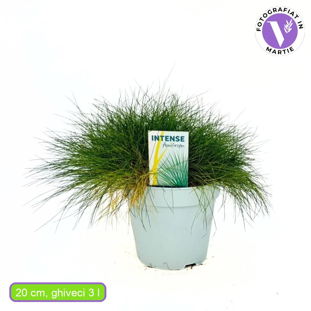 Festuca Gautieri (Paius) Pic Garlit, iarba decorativa de talie mica, frunzis verde compact, ideala pentru stancarii si borduri - Image 12