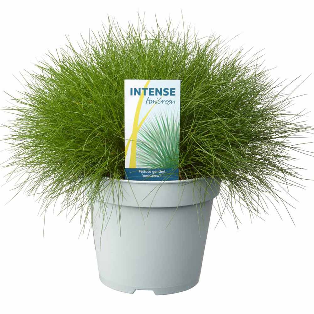 Festuca Gautieri (Paius) Pic Garlit, iarba decorativa de talie mica, frunzis verde compact, ideala pentru stancarii si borduri - Image 13