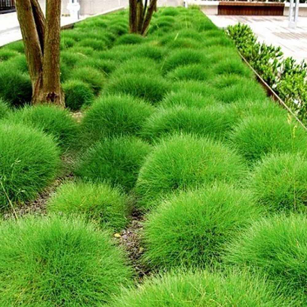 Festuca Gautieri (Paius) Pic Garlit, iarba decorativa de talie mica, frunzis verde compact, ideala pentru stancarii si borduri - Image 3