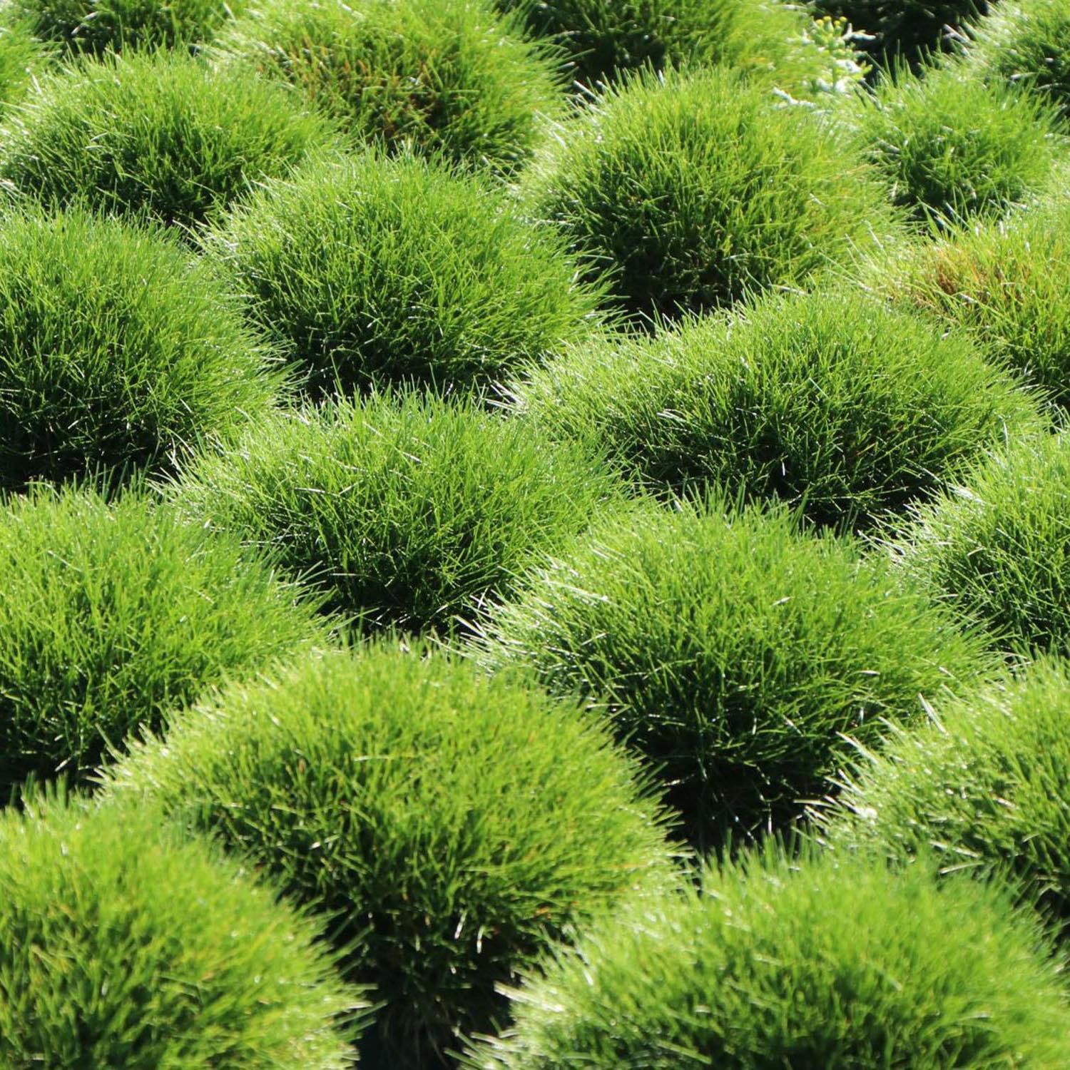 Festuca Gautieri (Paius) Pic Garlit, iarba decorativa de talie mica, frunzis verde compact, ideala pentru stancarii si borduri - Image 4