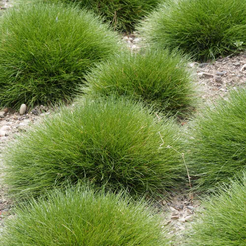 Festuca Gautieri (Paius) Pic Garlit, iarba decorativa de talie mica, frunzis verde compact, ideala pentru stancarii si borduri - Image 5