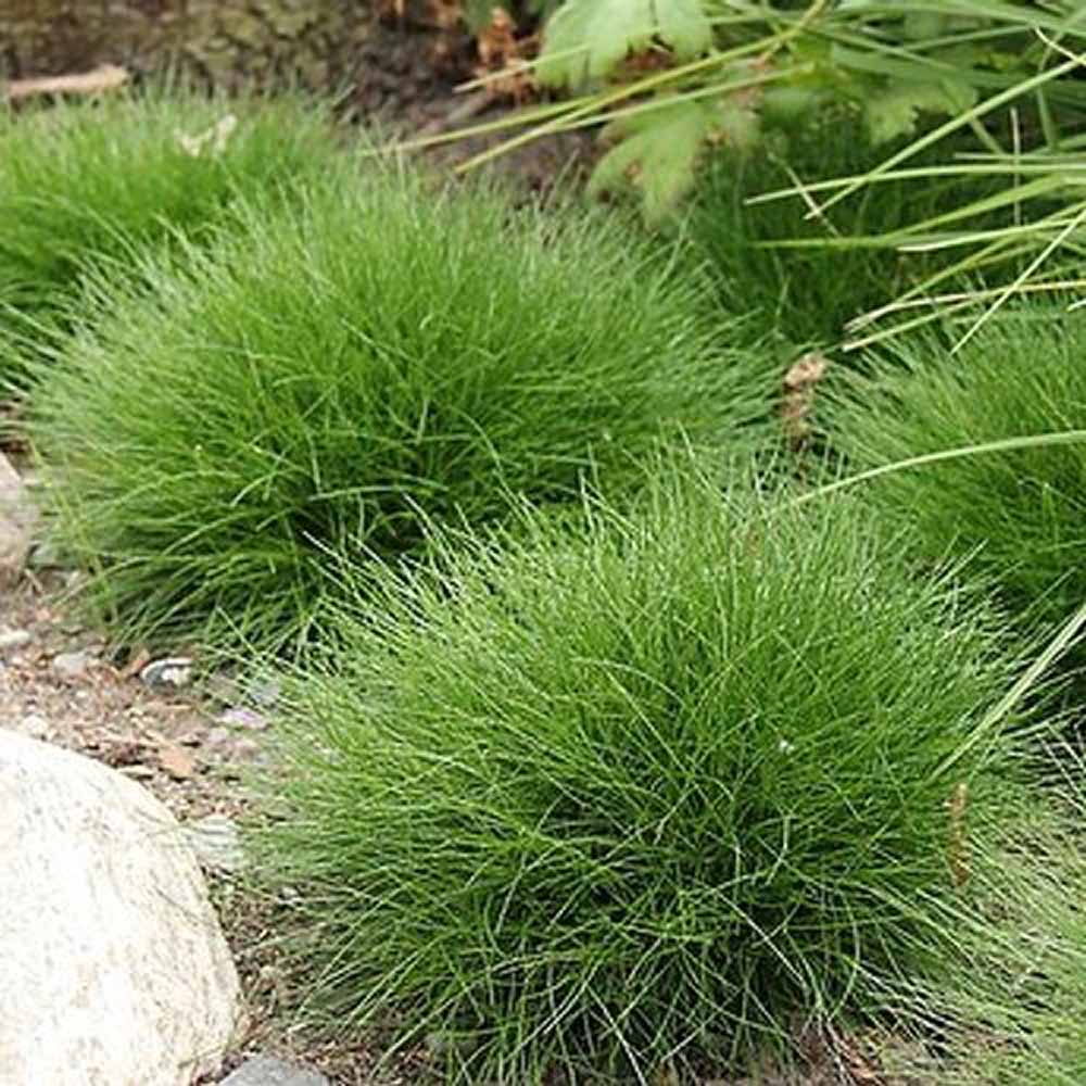 Festuca Gautieri (Paius) Pic Garlit, iarba decorativa de talie mica, frunzis verde compact, ideala pentru stancarii si borduri - Image 6
