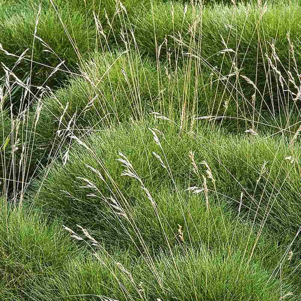 Festuca Gautieri (Paius) Pic Garlit, iarba decorativa de talie mica, frunzis verde compact, ideala pentru stancarii si borduri - Image 7