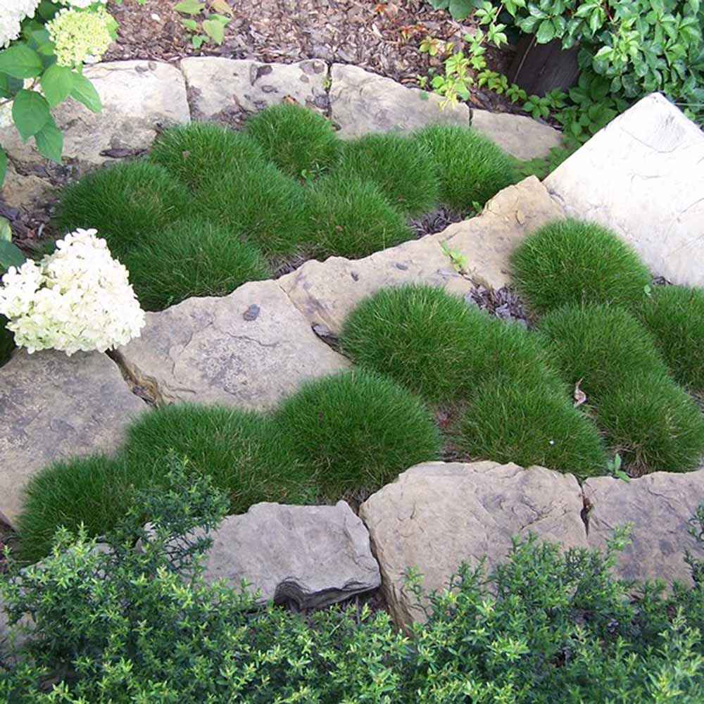 Festuca Gautieri (Paius) Pic Garlit, iarba decorativa de talie mica, frunzis verde compact, ideala pentru stancarii si borduri - Image 8