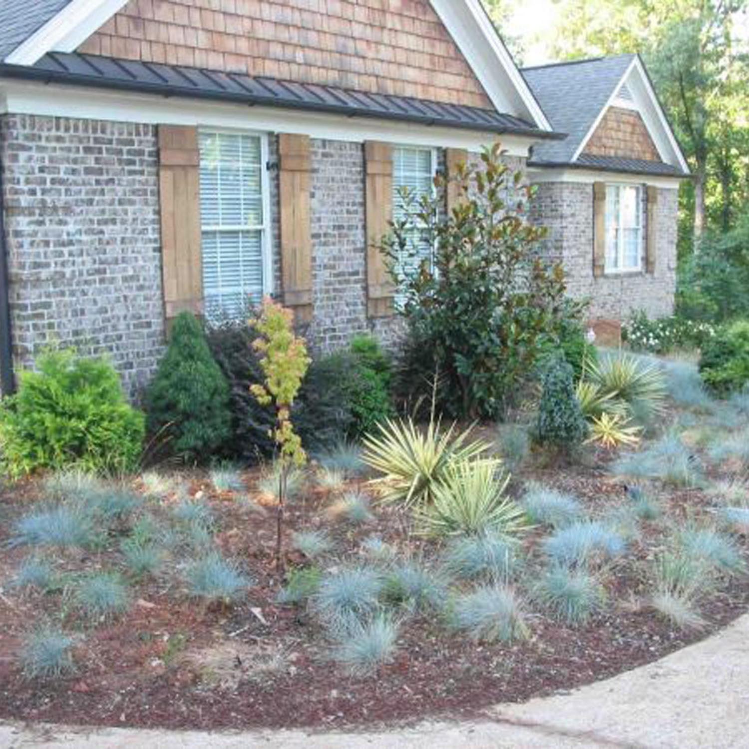 Festuca Glauca (Iarba Albastra) Elijah Blue, iarba decorativa perena cu frunzis albastru-argintiu, rezistenta la seceta si frig - Image 10