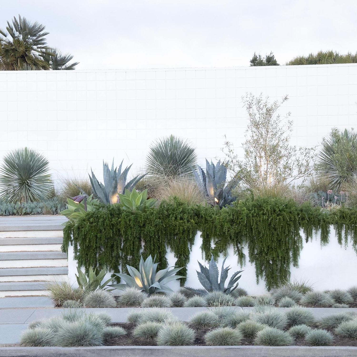 Festuca Glauca (Iarba Albastra) Elijah Blue, iarba decorativa perena cu frunzis albastru-argintiu, rezistenta la seceta si frig - Image 11